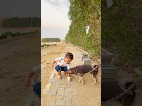 طفل شحت عشان ياكل الكلب
