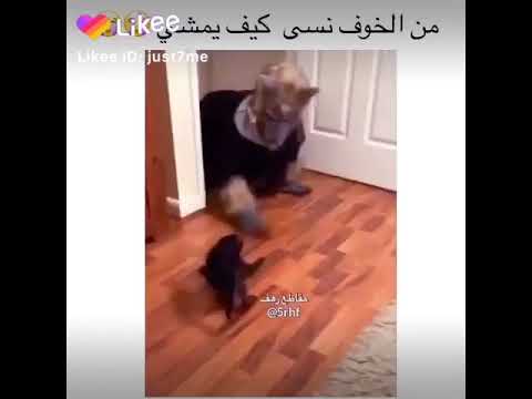 القط الجبان