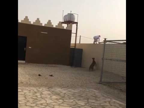 من الخوف صار سبايدرمان