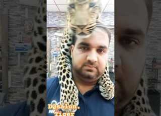 My Tiger Duet Love Funny Ytshorts Trending Pak Uae Tiger Duet Foryou Viral Artist