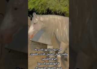 الخيول اللامعة أو الخيول الذهبية Golden Horses