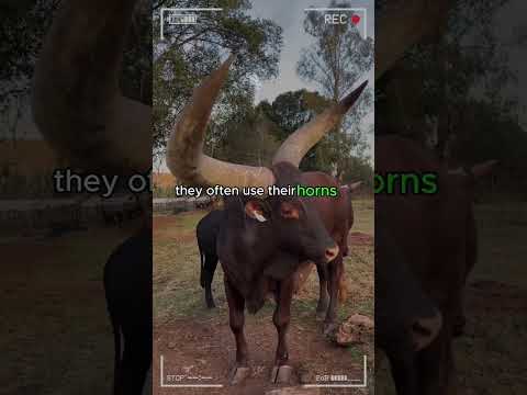 ANKOLE WATUSI CATTLE Biggest Bulls And Cow Cows Bulls Ankole