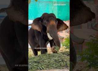 ശ വൻ മദപ പ ട ല ണ ഫ ൾ വ ഡ യ ച നല ൽ Thirunakkara Shivan Elephant Shorts Short Shortsvideo