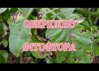 Фітофтора на картоплі ефективні методи боротьби