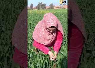  مرجانة مش مصرية وشكلها مصرية فلاحه اصيلة ياترا ايه حكايتها