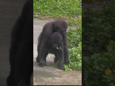 Ringo 哥哥你好重 偶揹不動啦