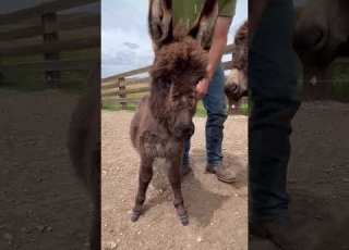 جحش جميل Animals حمير Donkey جحش حيوانات الطبيعة تركيا Villagelife Village