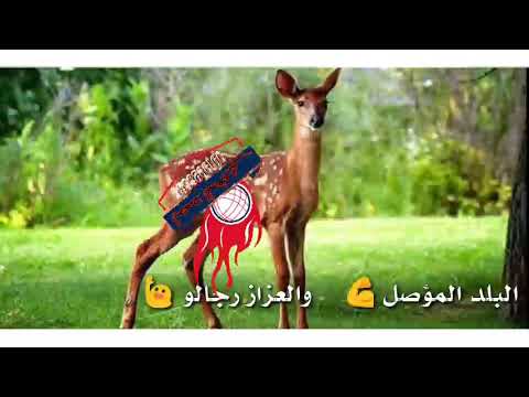 جديد الفنان صديق عمر جمال الجزيرة علي قناه أحمد صالح المغربي