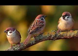  Song For The Little Sparrow Abel Korzeniowski