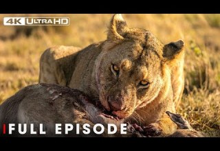 Ultimate Predators Full Episode World S Deadliest Nature Animal Documentary