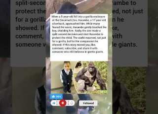  Gorilla Enclosure At The Cincinnati Zoo Harambe A 17 Year Old Silverback America Kindness Gorilla