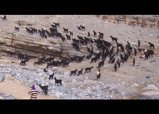  9SARA AMAZIGHIYA قصارة امازيغية