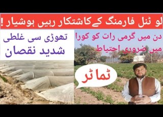 لو ٹنل میں سبزیوں سے شاپر کب اتارنا چائیے When To Take Off Shoper From Low Tunnel Vegetables