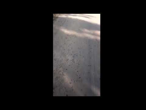 كائنات حية تظهر بشكل غريب في شط مريم سوسة