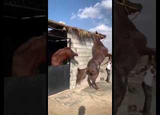 مضاربة فحول الخيل