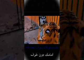 مهما بلغت قوتك سوف تجدناء امامك دون خوف ابلور لايك اشتراك بالقناة متابعه