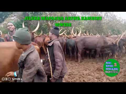 JILEKA MAPANDA AKIWA KAMBINI MWESE MPANDA KATAVI 0620477245