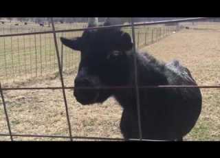  Woman Cited After Dogs Escape And Kill Goat