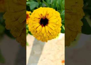 The Beauty Of Calendula Sangeshayan
