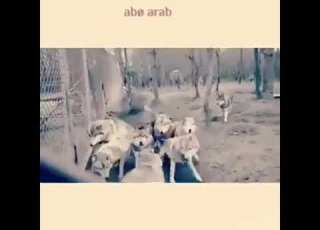 انا كنت قول هدول خواني