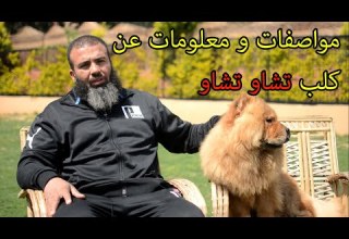 كلب تشاو تشاو مواصفاته واسعاره وكل ما تريد معرفته عنه