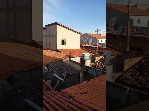 TÔ FICANDO PREOCUPADO COM A MINHA VIZINHA Shorts TÔ FICANDO PREOCUPADO COM A MINHA VIZINHA Shorts