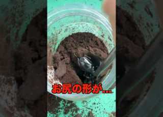  想像していたクワガタと全く違っていた