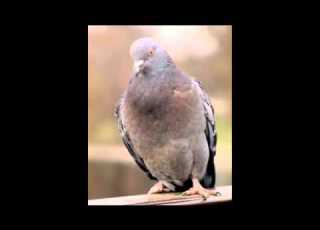 Song About Mariam El Nakkadi By Stephanie Farah