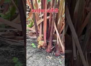 तर ईम अल च फल छ Black Cardamom In Terai Shorts