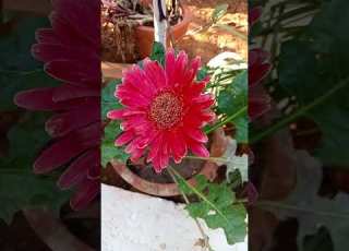  Garden Vlog 21 March 2026