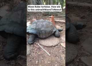  Huyu Tortoise Mr Kobe Anakaa Miaka Gapi He Looks Over 30 Years Old