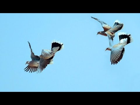 حقائق مدهشة عن طيران القمري القميري في رحلة الهجرة بعد رصده ومتابعته عبر الأقمار الصناعية