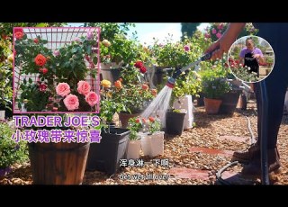  别错过超市迷你玫瑰 意想不到的效果哦 园艺篇667