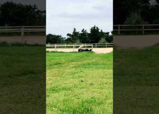 Milky Se Fait éjecter Par Balou