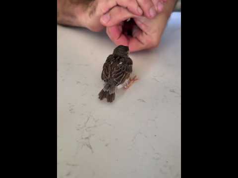 شوف العصفور عمل إيه لما صاحبه مد إيده رد فعل مذهل ومضحك What Happened Next Will Amaze You