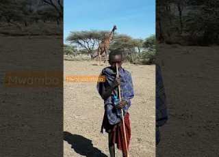 The Queen Of The Savannah With The Young Maasai Warrior
