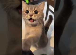 Pa Pa Cute Viral Fun Babygirl Baby Funny Cat Cats Funnybaby Catlover March 21 2026