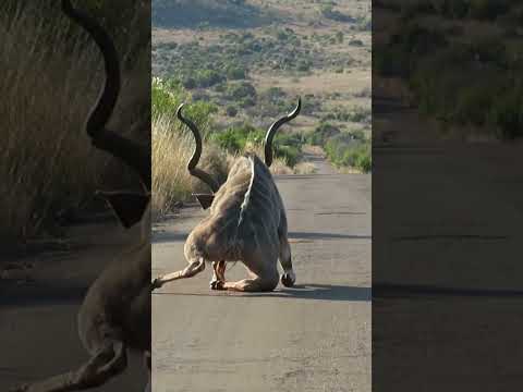 Kudu Survives Lion Attack And Gets Stranded On The Road Shorts Safari Africa
