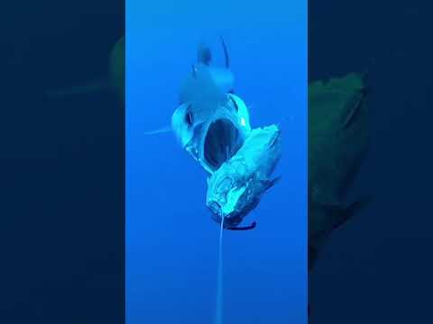 شاهد سمكة البراكودا الشرسة وهي تأكل الطعم الصيد بالقصبة المغرب Morocco