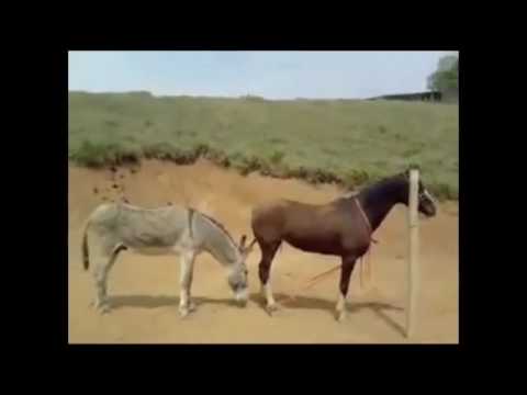 The Animals Mule Breeding With Horse Breeding Video