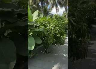 ديكور المنزل مناظر طبيعية زهرة Landscape Flower Nature Garden Peace Calendula Plantlife