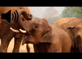 Elephant Sound Effects
