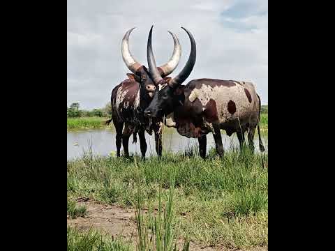 Igoko Nyandang Was Na Chale 2024