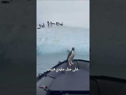 بطريق صغير يهرب من هجوم فقمة