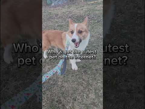 So Süß Wie Ein Corgi Corgi Welpe Hundevideos Süß