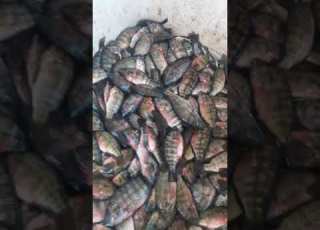 احلى شبار اخضر جوابى بورسعيدى