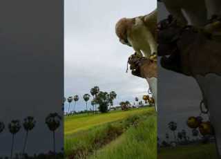  I Calling My Falcon Hunting Eagle Falcon Wildlifeentertainment Huntingbirds