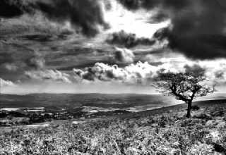 Behrooz Tavakoli Man Mikham Derakht Basham