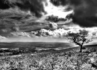 Behrooz Tavakoli Man Mikham Derakht Basham