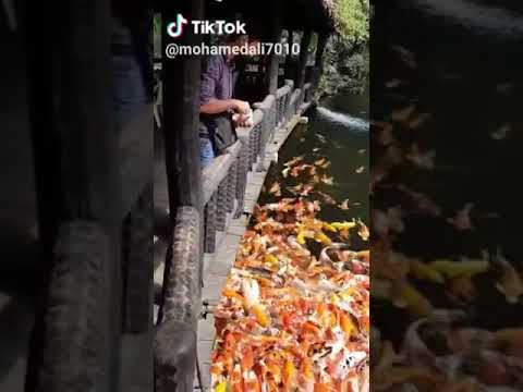 من اجمل ما رأت عينى